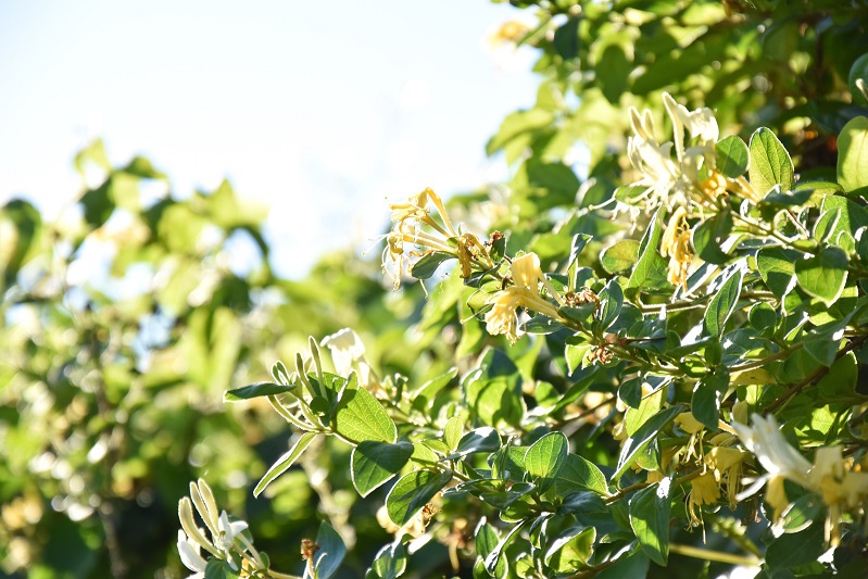 如何高效實現(xiàn)金銀花的烘干除濕 金銀花烘干除濕機(jī)