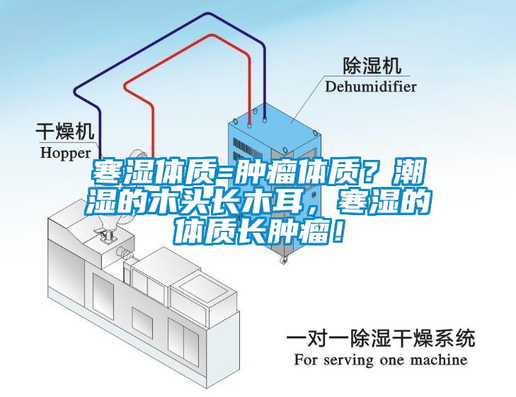 寒濕體質(zhì)=腫瘤體質(zhì)？潮濕的木頭長木耳，寒濕的體質(zhì)長腫瘤！