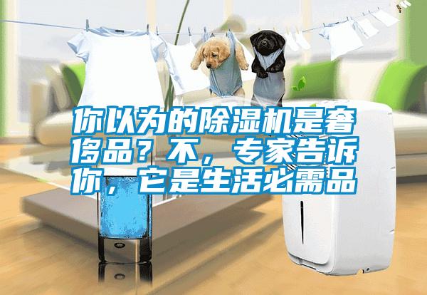 你以為的除濕機是奢侈品？不，專家告訴你，它是生活必需品